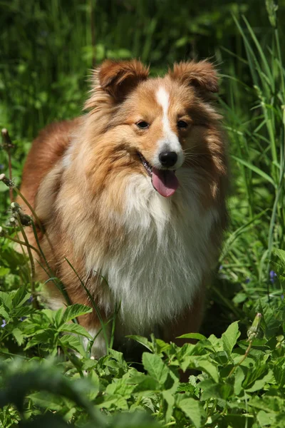 정원에서 놀라운 sheltie — 스톡 사진