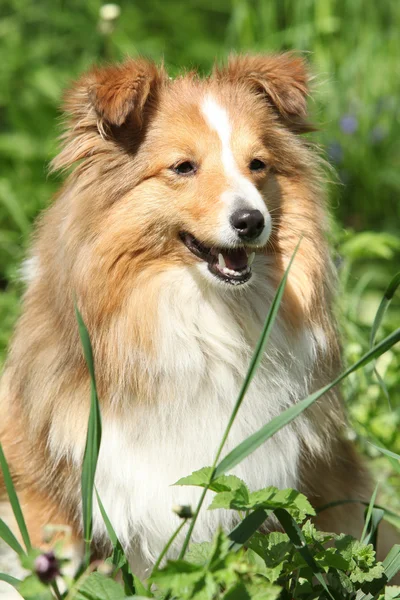 Stupefacente Sheltie in giardino — Foto Stock