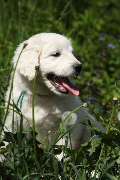 풀밭에서 슬로바키아어 chuvach의 좋은 강아지 — 스톡 사진