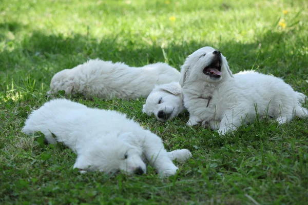Verbazingwekkende witte pups van Slowaakse Cuvac liggen in het gras — Stockfoto