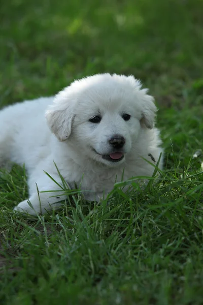 Amazing white puppy of Slovakian chuvach lying in the grass — Stock Photo, Image