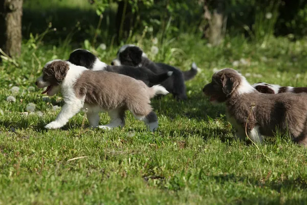 Niesamowite szczenięta brodaty Collie — Zdjęcie stockowe