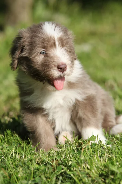 Bonito collie barbudo — Fotografia de Stock