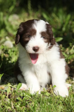 güzel sakallı kömür ocağı