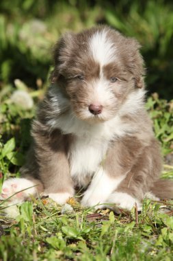 güzel sakallı kömür ocağı