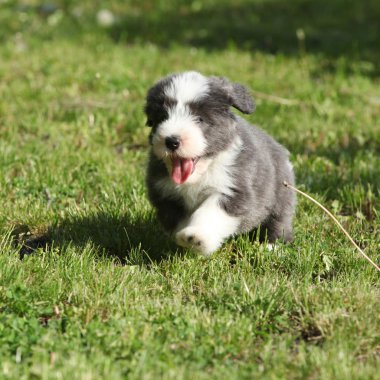 bahçede çalışan sakallı kömür ocağı