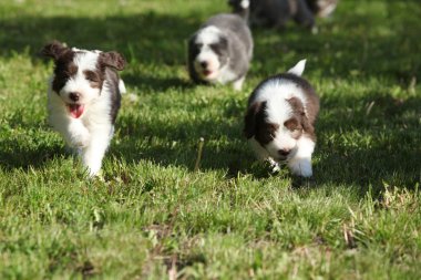 Sakallı kömür ocağı şaşırtıcı kukla