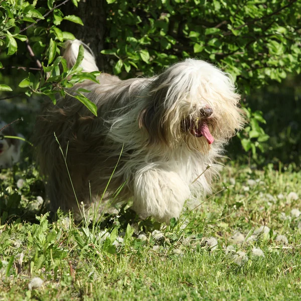 大胡子牧羊犬，在花园里跑 — 图库照片