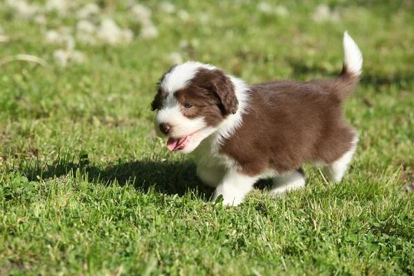 Bearded Collie running in the garden — Stock Photo, Image
