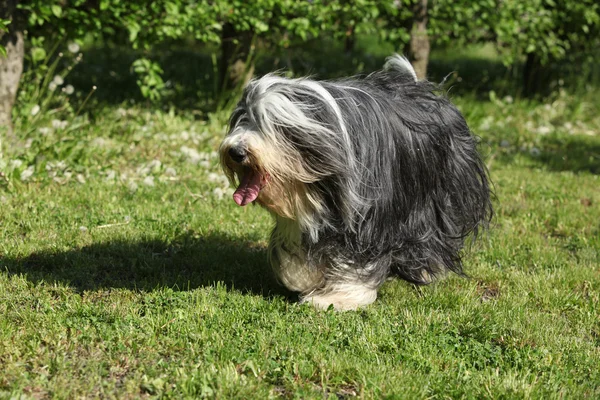 Bearded collie kör i trädgården — Stockfoto