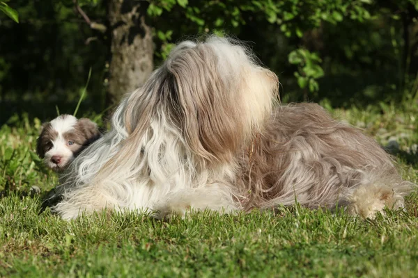 Verbazingwekkende bearder collie lyin in het gras — Stockfoto