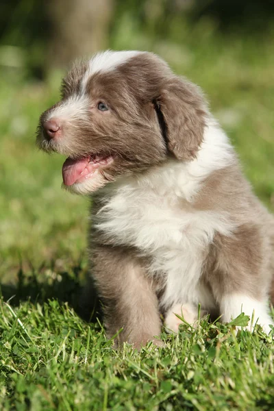 Beautiful bearded collie — Stock Photo, Image