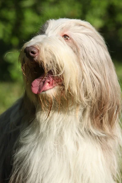 Bearded kollie in the garden — Stock Photo, Image