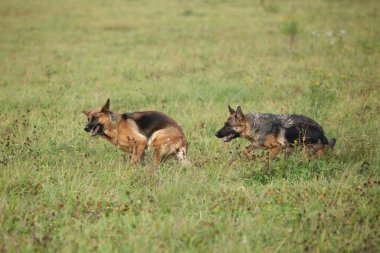 Muhteşem bir çift Alman kurdu sonbaharda birlikte.