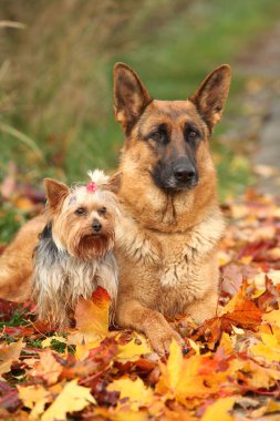 Sonbaharda Yorkshire Teriyeri ile Alman Çobanı