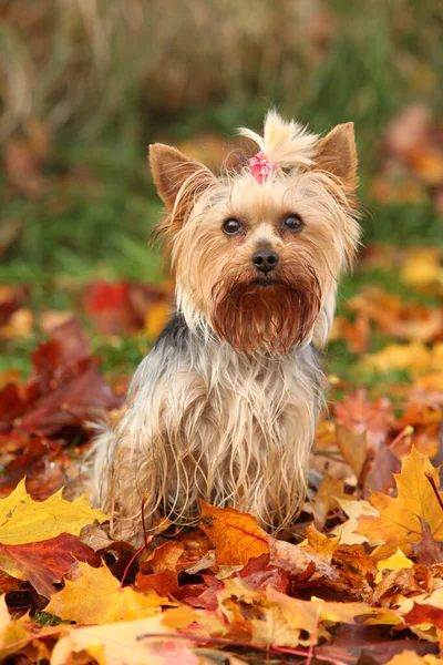 Adorable Yorkshire Terrier Sitting Leaves Autumn — Stock Photo, Image