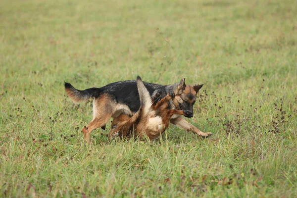 Amazing Couple German Shepherd Together Autumn Stock Picture