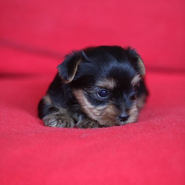 Kırmızı arka planda Yorkshire Teriyeri 'nin muhteşem yavrusu
