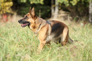 Sonbaharda bekleyen güzel Germand Shepherd 'ın portresi.
