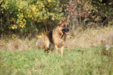 Sonbaharda bekleyen güzel Germand Shepherd 'ın portresi.