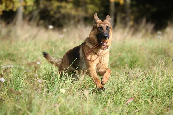 Trevlig Tyska Shepherd Kör Gräset Höst — Stockfoto