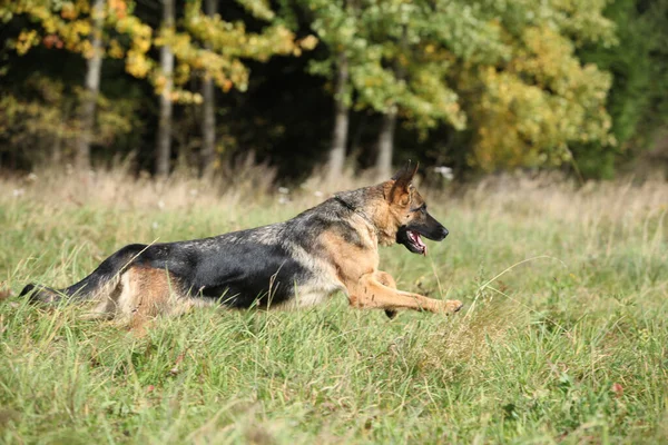 Nice German Shepherd Running Grass Autumn — Stock Photo, Image