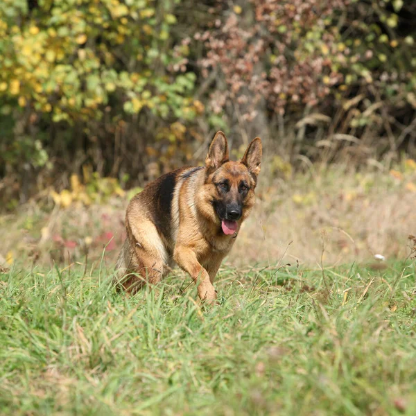 Güzel Alman Çoban Köpeği Çimenlerde Koşuyor Sonbahar — Stok fotoğraf