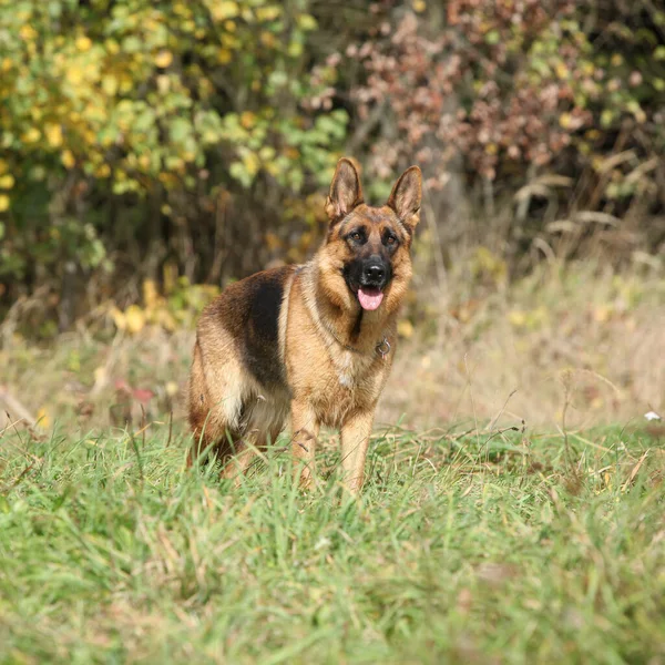 Porträtt Vackra Germand Shepherd Väntar Höst — Stockfoto