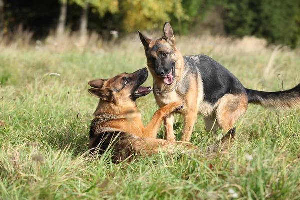 Couple Incroyable Berger Allemand Ensemble Automne Images De Stock Libres De Droits