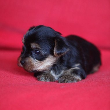 Kırmızı arka planda Yorkshire Teriyeri 'nin muhteşem yavrusu