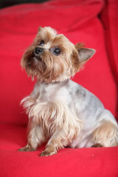 Yorkshire Terrier Siedzi Sam Czerwonej Kanapie — Zdjęcie stockowe