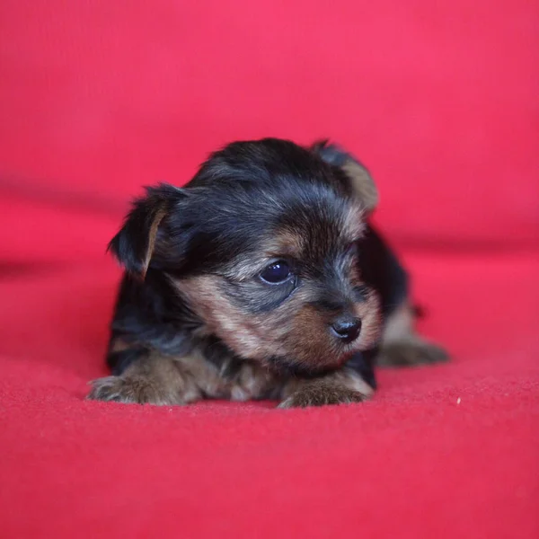 Amazing Puppy Yorkshire Terrier Red Background — Stock Photo, Image