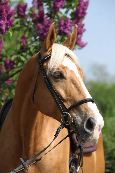 Mooi Tsjechisch Warmbloed Voor Bloeiende Pijpboom — Stockfoto