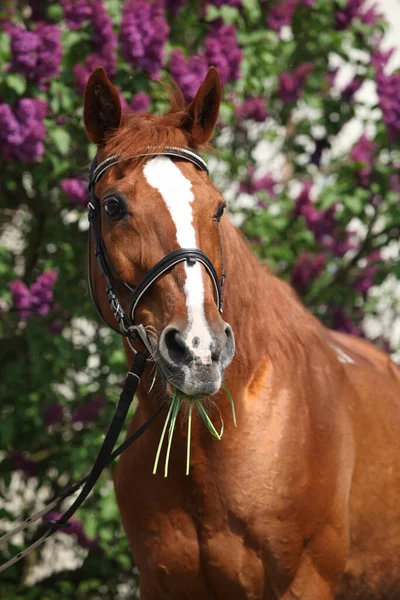 Mooi Budyonny Paard Voor Bloeiende Pijpboom — Stockfoto
