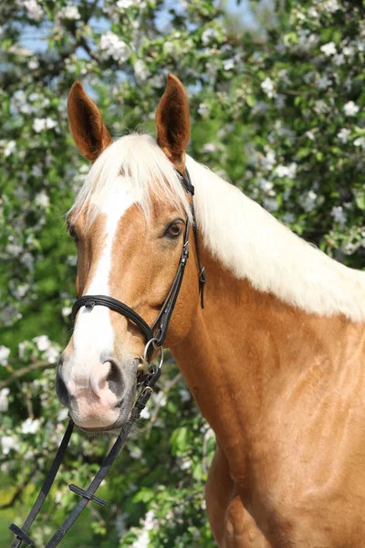 Incroyable Palomino Sang Chaud Devant Arbre Fleurs — Photo