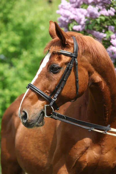 Mooi Budyonny Paard Voor Bloeiende Pijpboom — Stockfoto