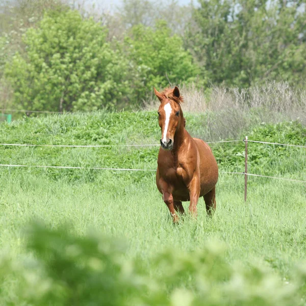 Mooie Kastanje Budyonny Paard Rennend Het Gras — Stockfoto