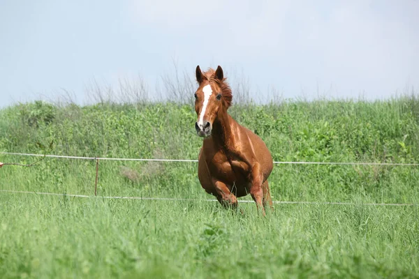 Bella Castagna Budyonny Cavallo Esecuzione Nell Erba — Foto Stock