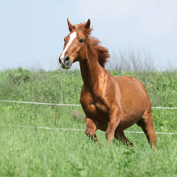 Beautiful Chestnut Budyonny Horse Running Grass — Stock Photo, Image