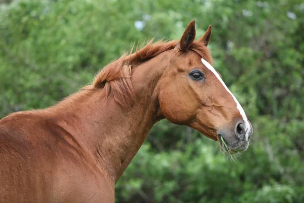 Portrait Beautiful Chestnut Budyonny Horse Spring — Stock Photo, Image