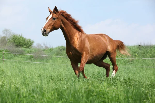 Vacker Kastanj Budyonny Häst Som Springer Gräset — Stockfoto