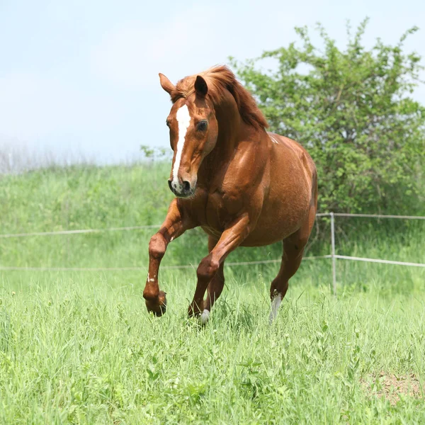 Όμορφη Καστανιά Budyonny Άλογο Τρέχει Στο Γρασίδι — Φωτογραφία Αρχείου