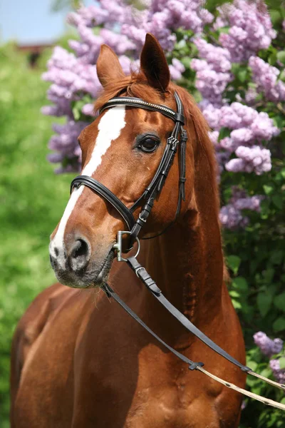 Amazing Budyonny horse in front of flowering pipe-tree