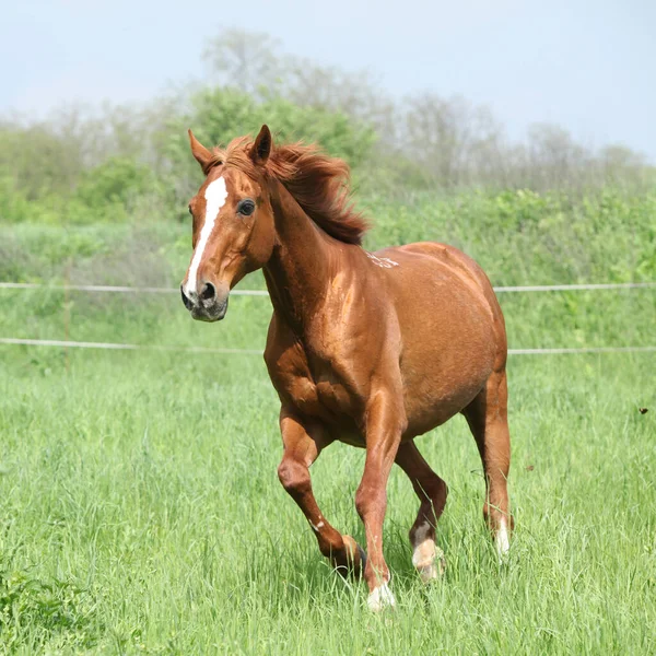 Piękny Kasztan Budyonny Koń Biegnie Trawie — Zdjęcie stockowe