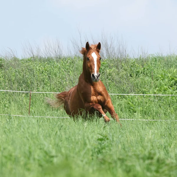 Beautiful Chestnut Budyonny Horse Running Grass — Stock Photo, Image