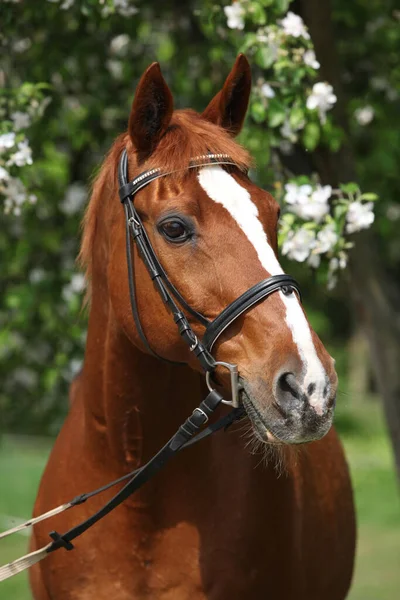 Cheval Budyonny Devant Arbre Fleurs — Photo