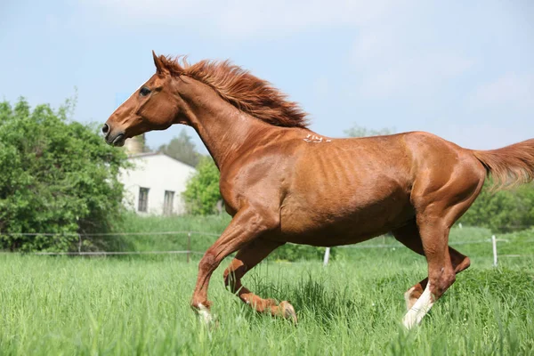 Bela Castanha Budyonny Cavalo Correndo Grama — Fotografia de Stock