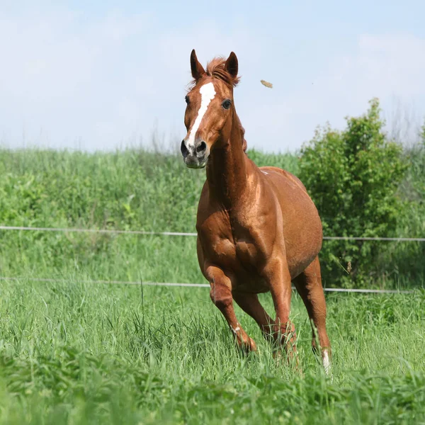 Bella Castagna Budyonny Cavallo Esecuzione Nell Erba — Foto Stock