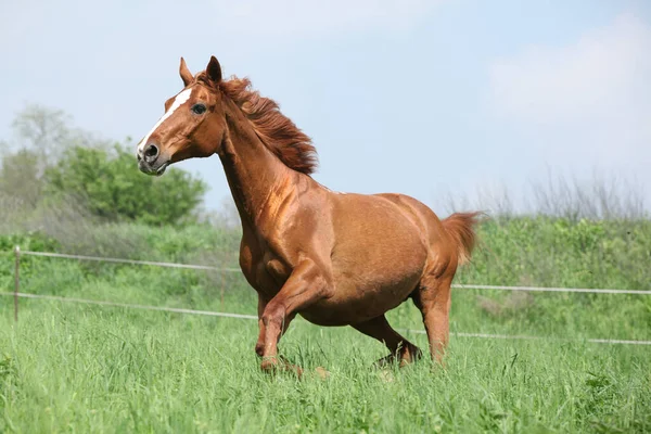 草の中を走る美しい栗ブドニー馬 — ストック写真