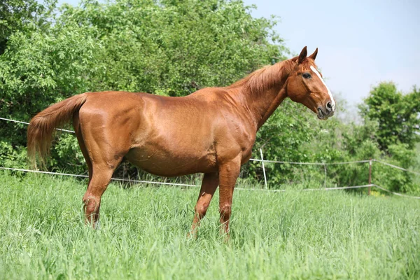 Retrato Bela Castanha Budyonny Cavalo Primavera — Fotografia de Stock